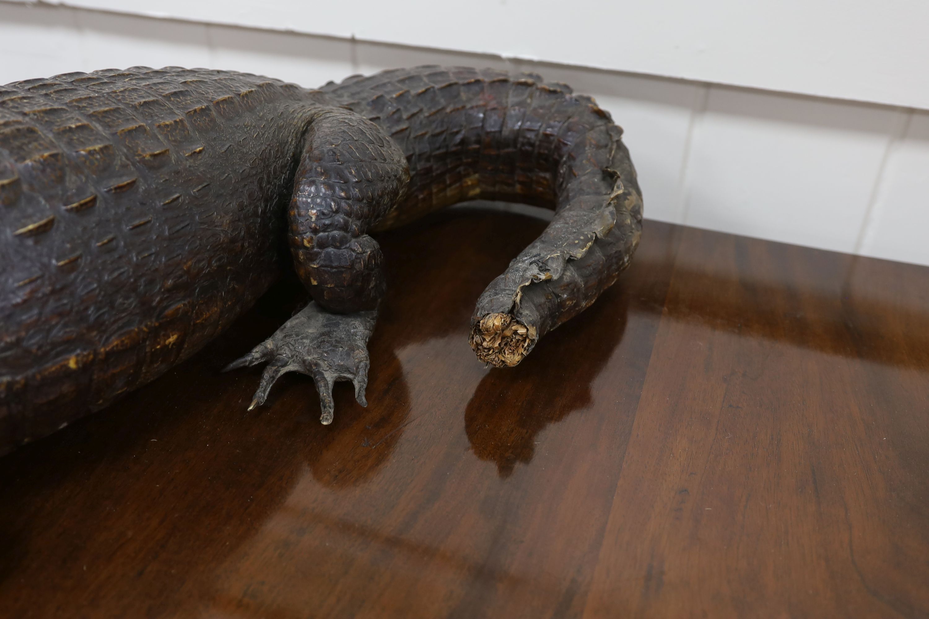 A taxidermy late 19th century Nile crocodile, approximately 92cm long